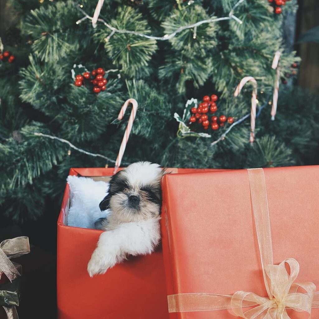 Puppy present christmas photoshoot