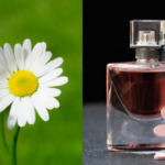 perfumes-similar-to-flower-bomb