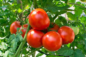tomatoes for flawless skin