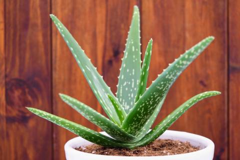 dark spotsd on skin aloe vera