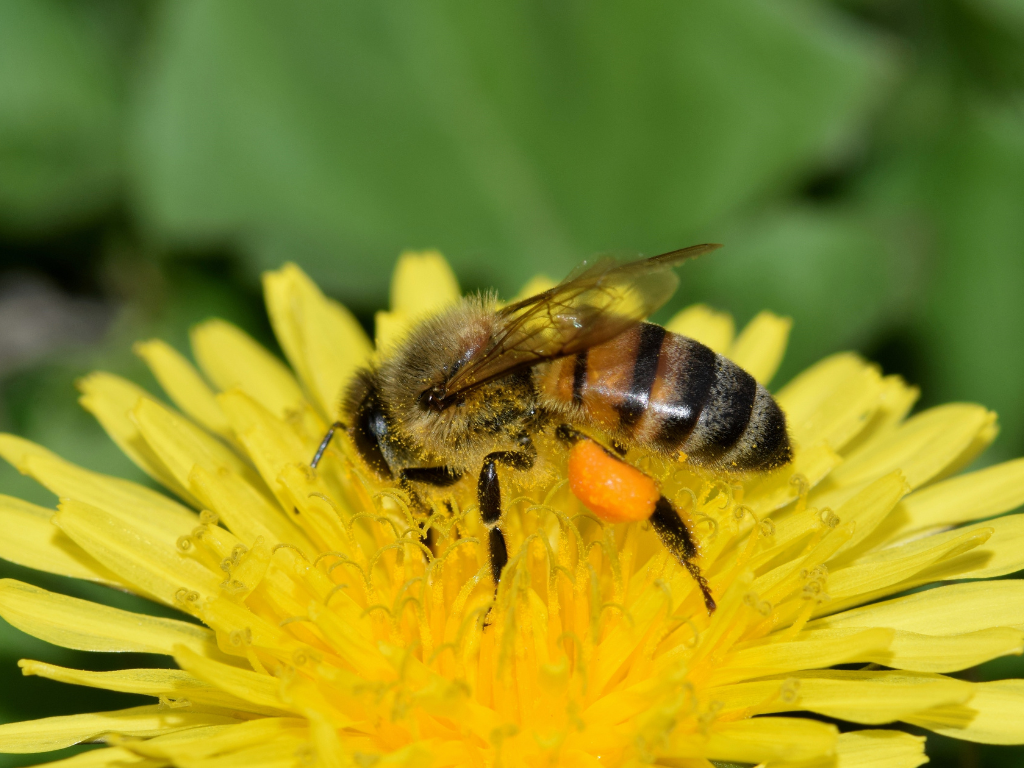 Honey Bee on a dandelion Manuka Honey