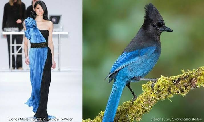 nature-inspired trends blue bird