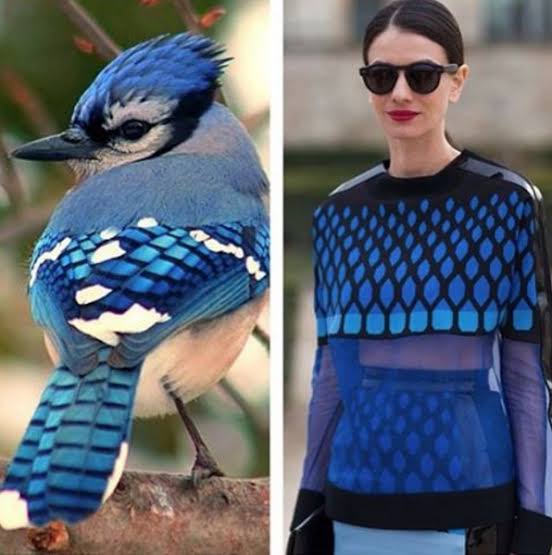 blue jay nature-inspired trends 