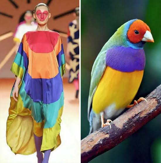 yellow, purple, and orange