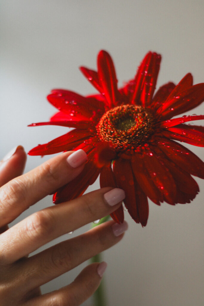 nails in light pink Orly Nail Polish touching red flower