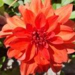 Profile photo of Mahendra Raj Adhikari